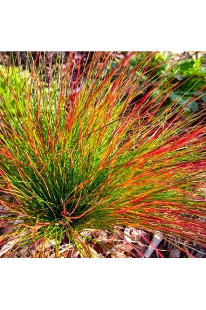 Щільна куляста форма вівсяниці Walberla